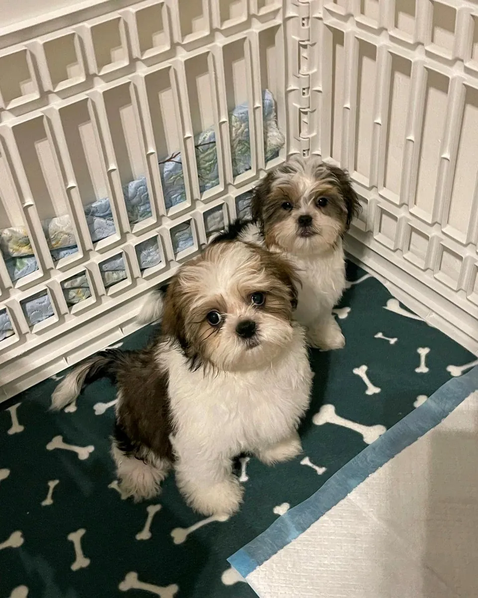 Hediye olarak erkek ve dişi Shih Tzu yavruları.