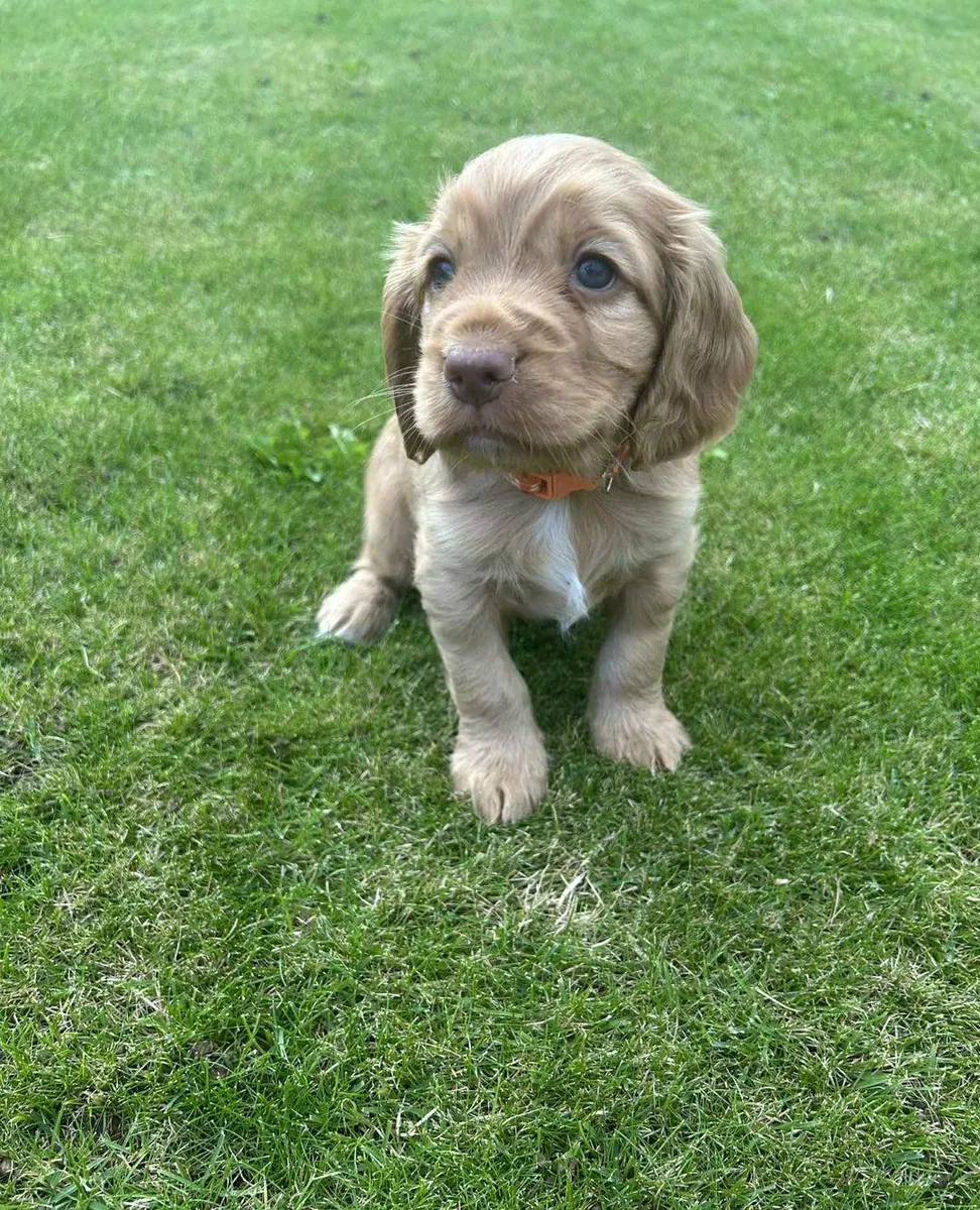 赠送公可卡犬幼犬和母可卡犬幼犬