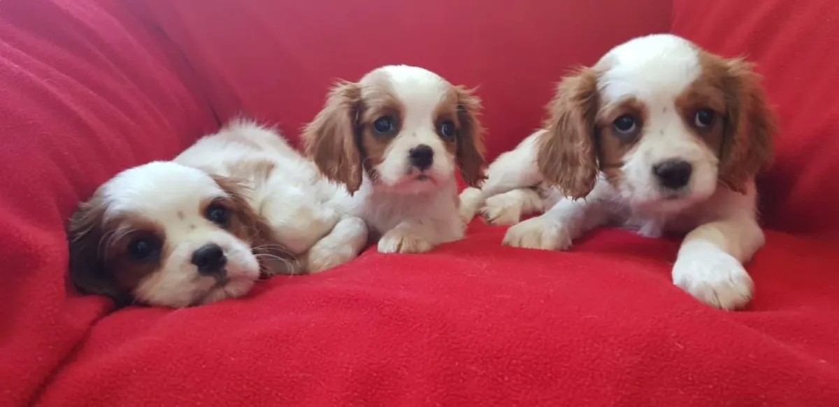 Gift male and female Cavalier King Charles Spaniel puppies
