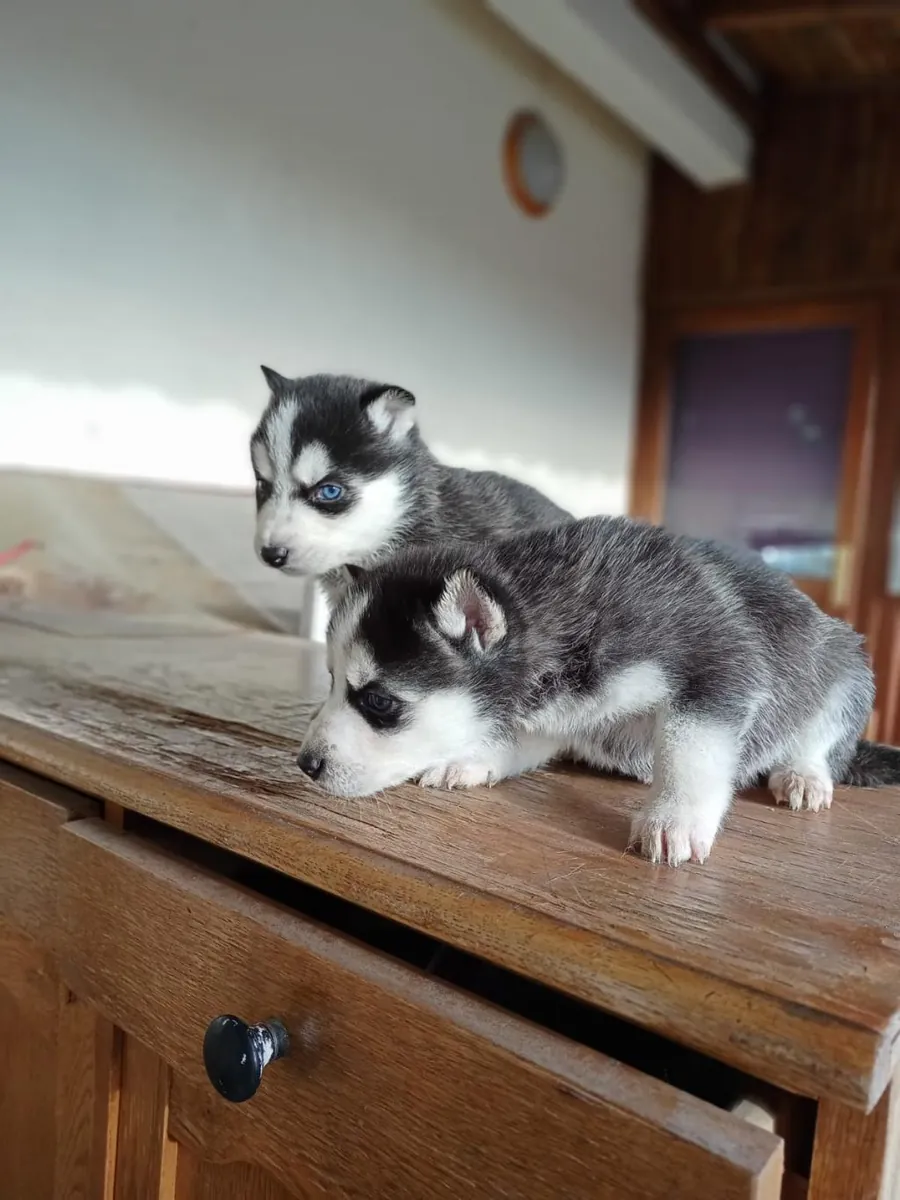 Gift male and female Siberian Husky puppies