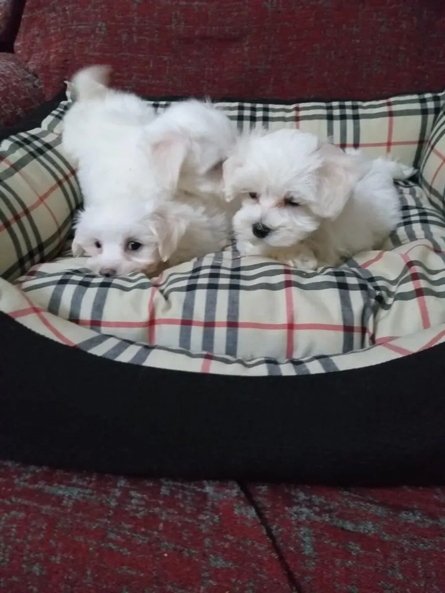 赠送马尔济斯犬幼犬（公母都有）