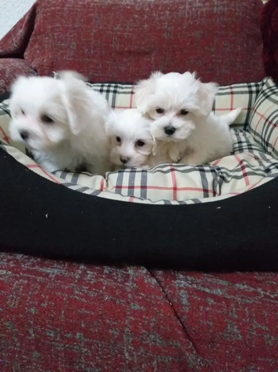 赠送马尔济斯犬幼犬（公母都有）