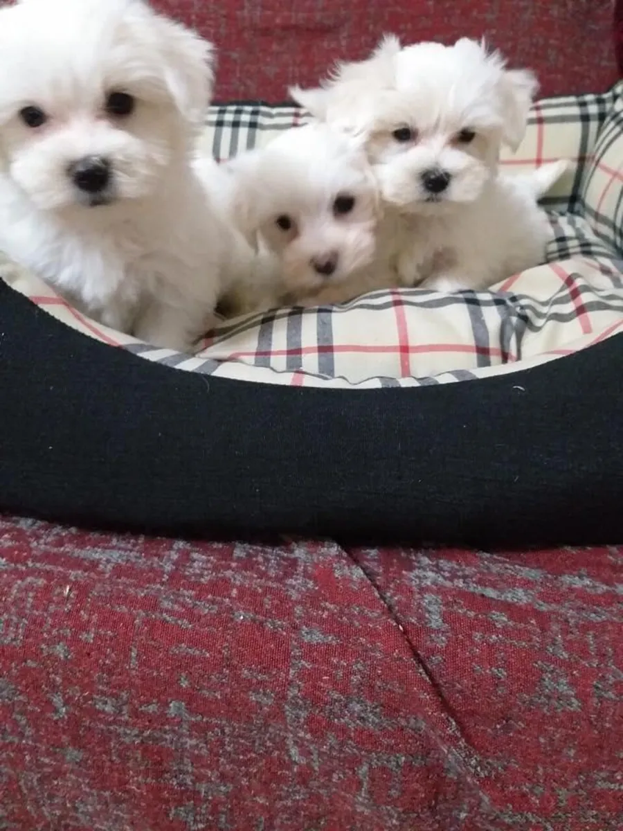 赠送马尔济斯犬幼犬（公母都有）