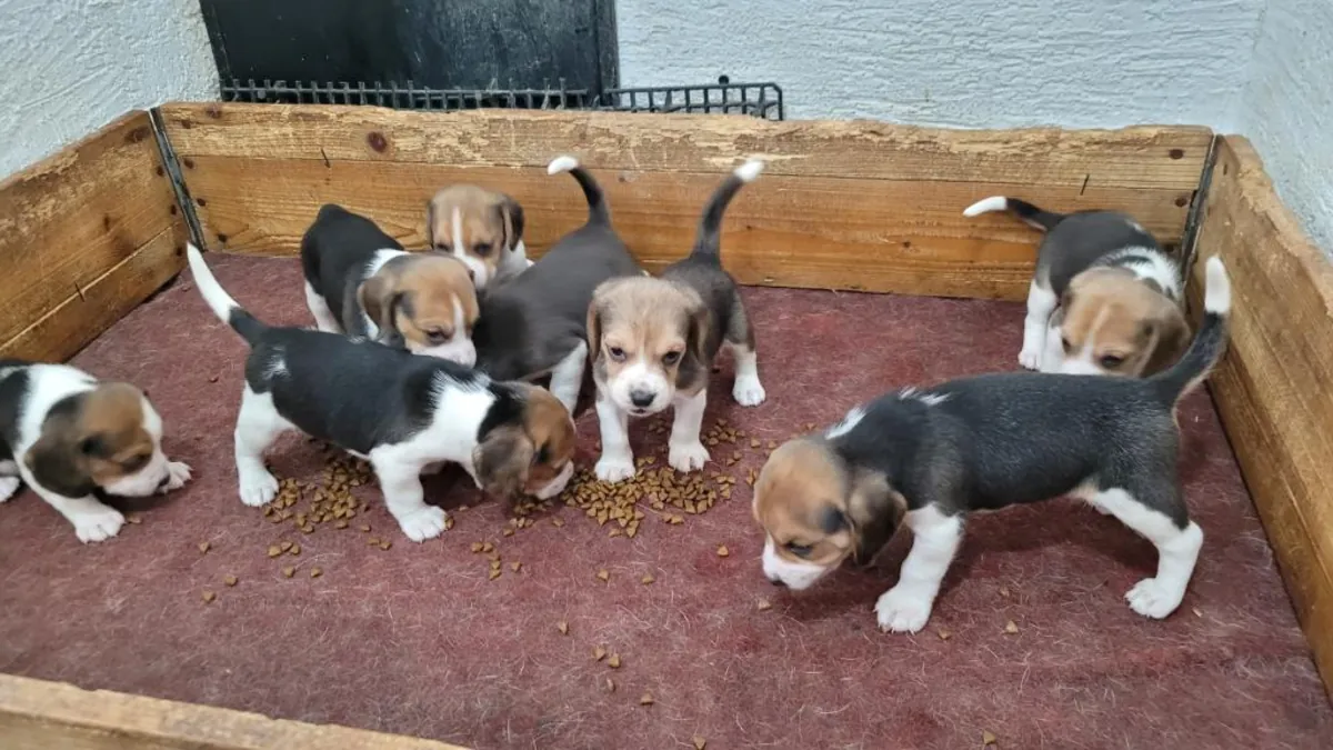 Cachorros Beagle machos y hembras de regalo