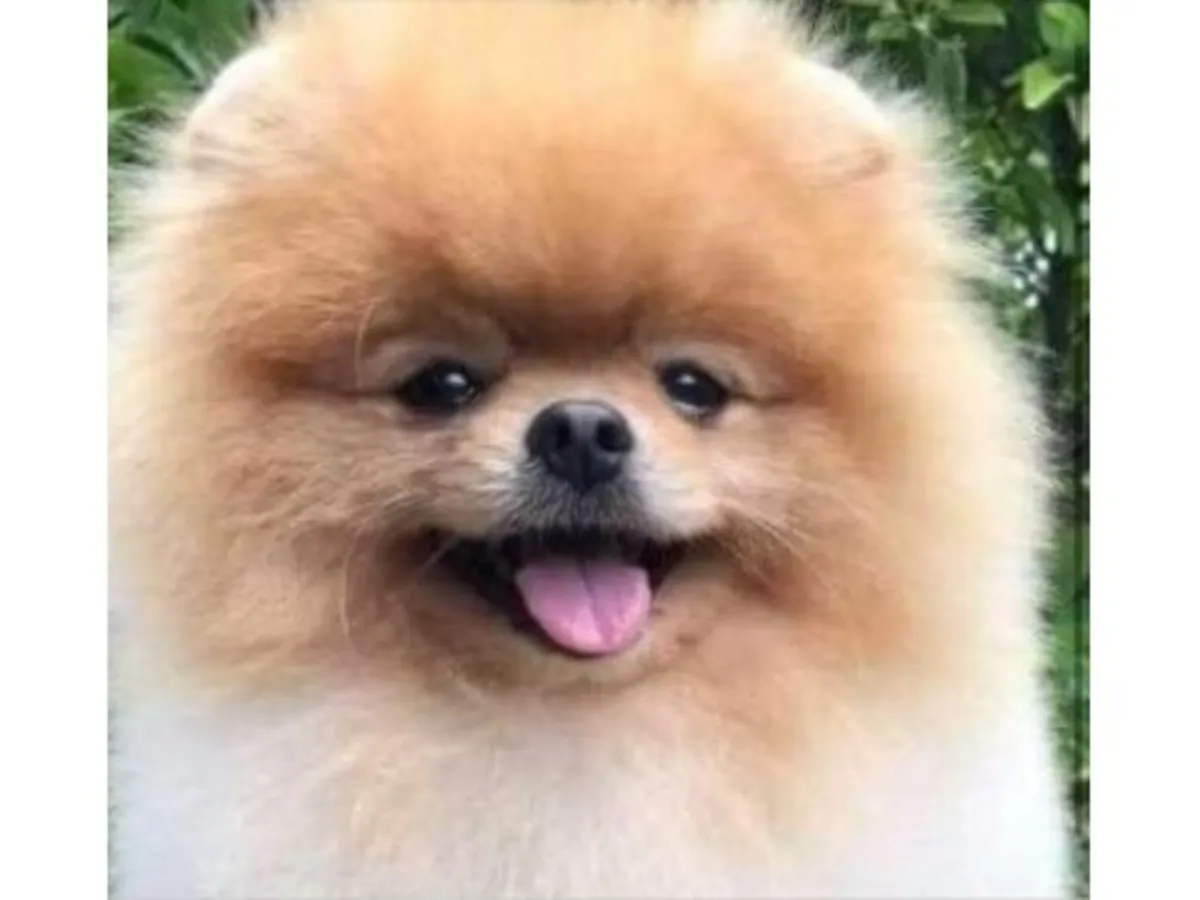 Oyunsever ve özgüvenli turuncu renkli Pomeranian erkek