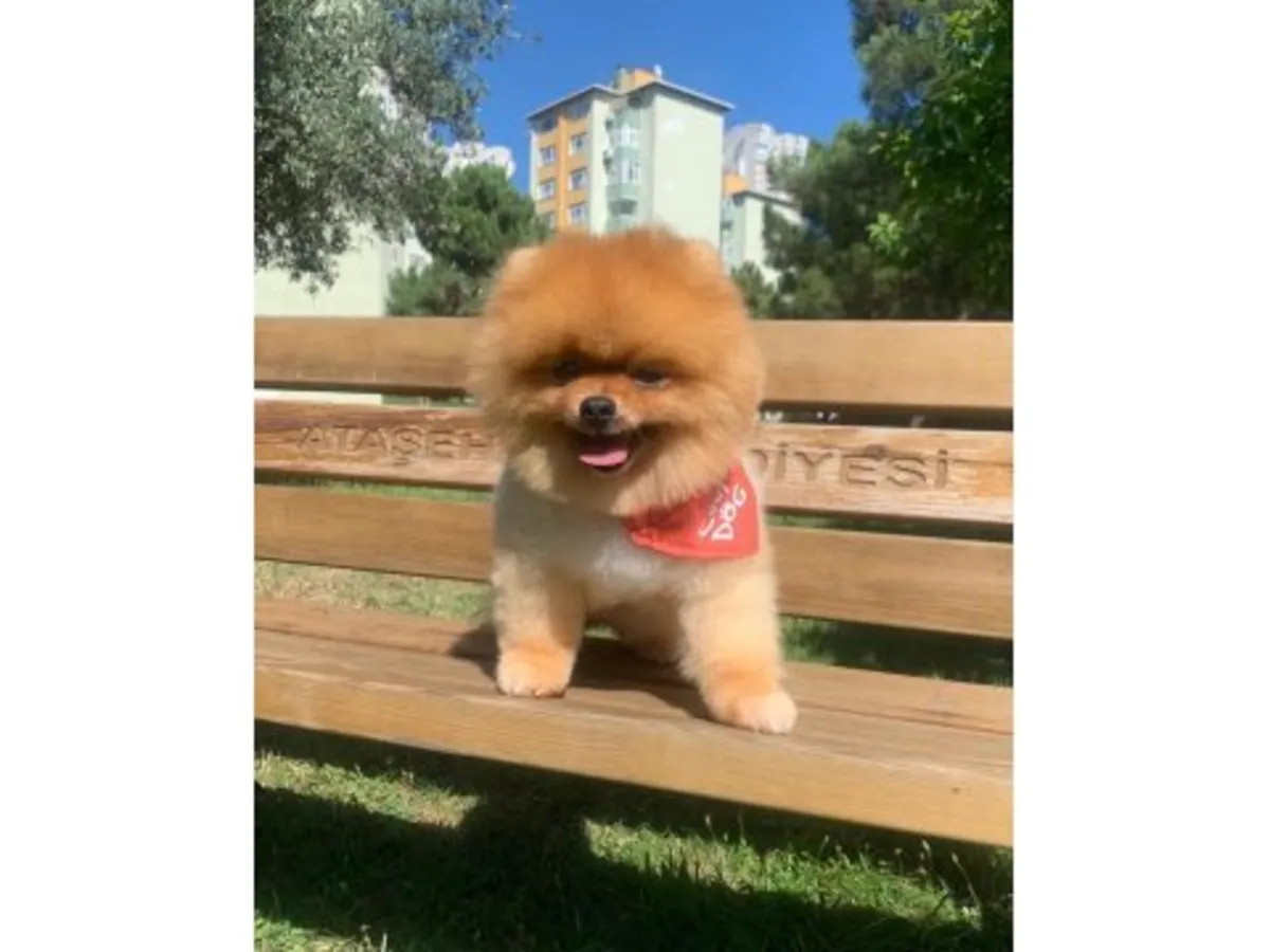 Oyunsever ve özgüvenli turuncu renkli Pomeranian erkek