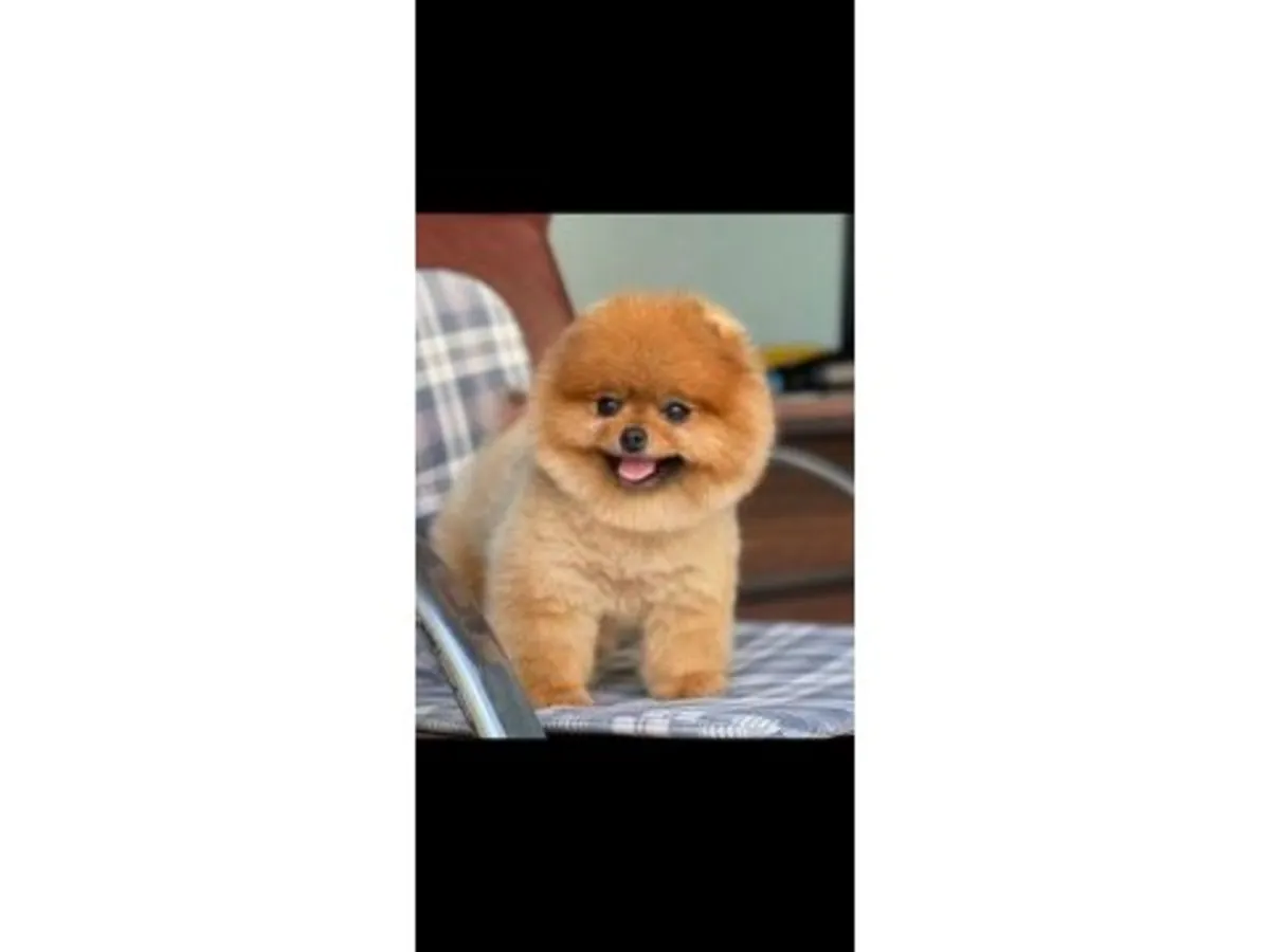 Oyunsever ve özgüvenli turuncu renkli Pomeranian erkek