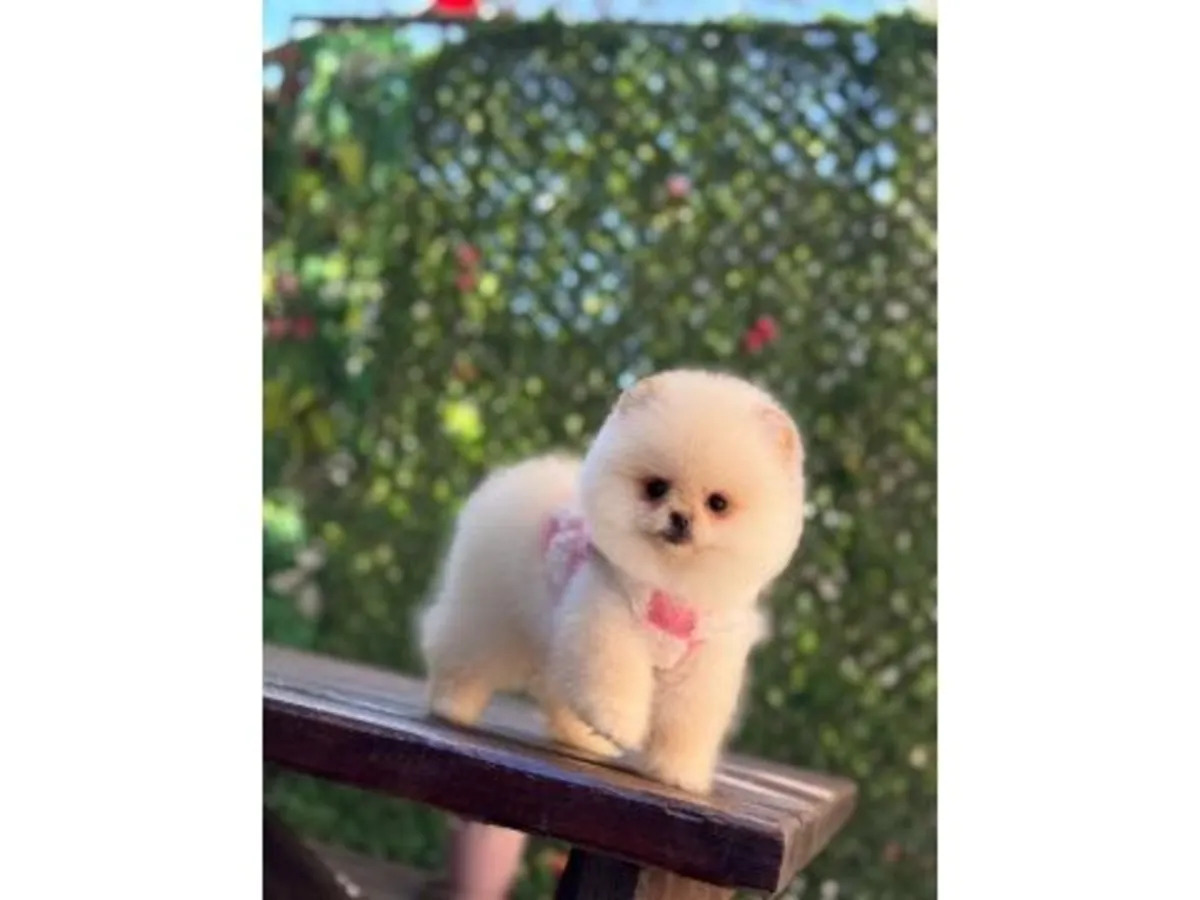 Sakin ve kucağı seven krem renkli Pomeranian dişi