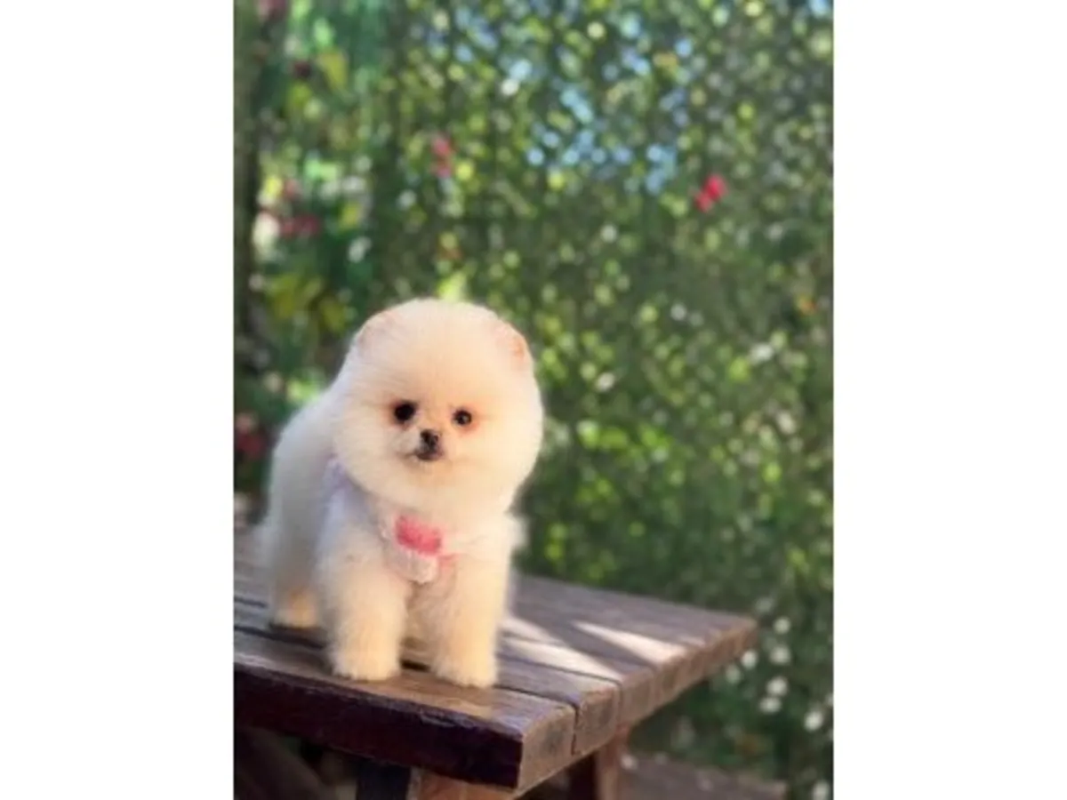 Sakin ve kucağı seven krem renkli Pomeranian dişi