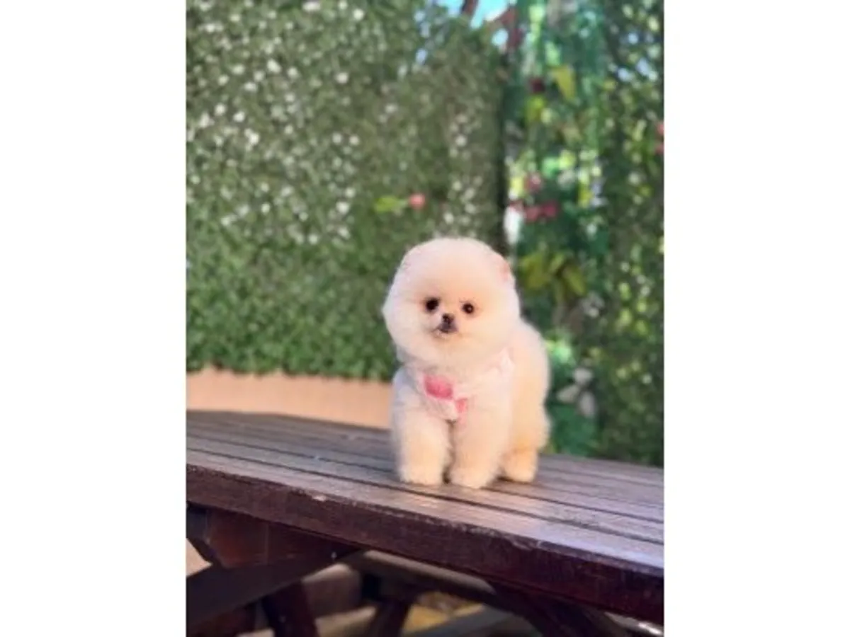 Sakin ve kucağı seven krem renkli Pomeranian dişi