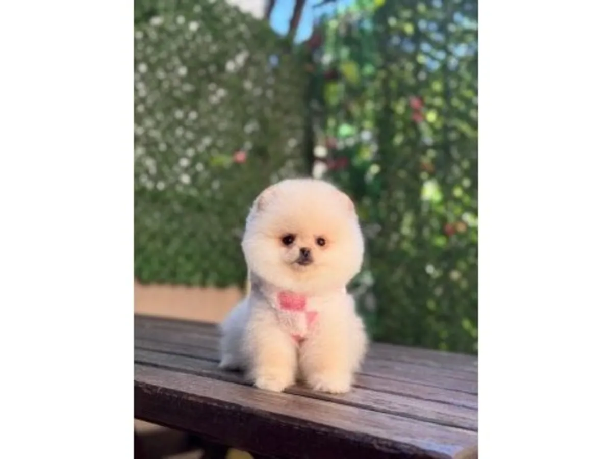 Sakin ve kucağı seven krem renkli Pomeranian dişi