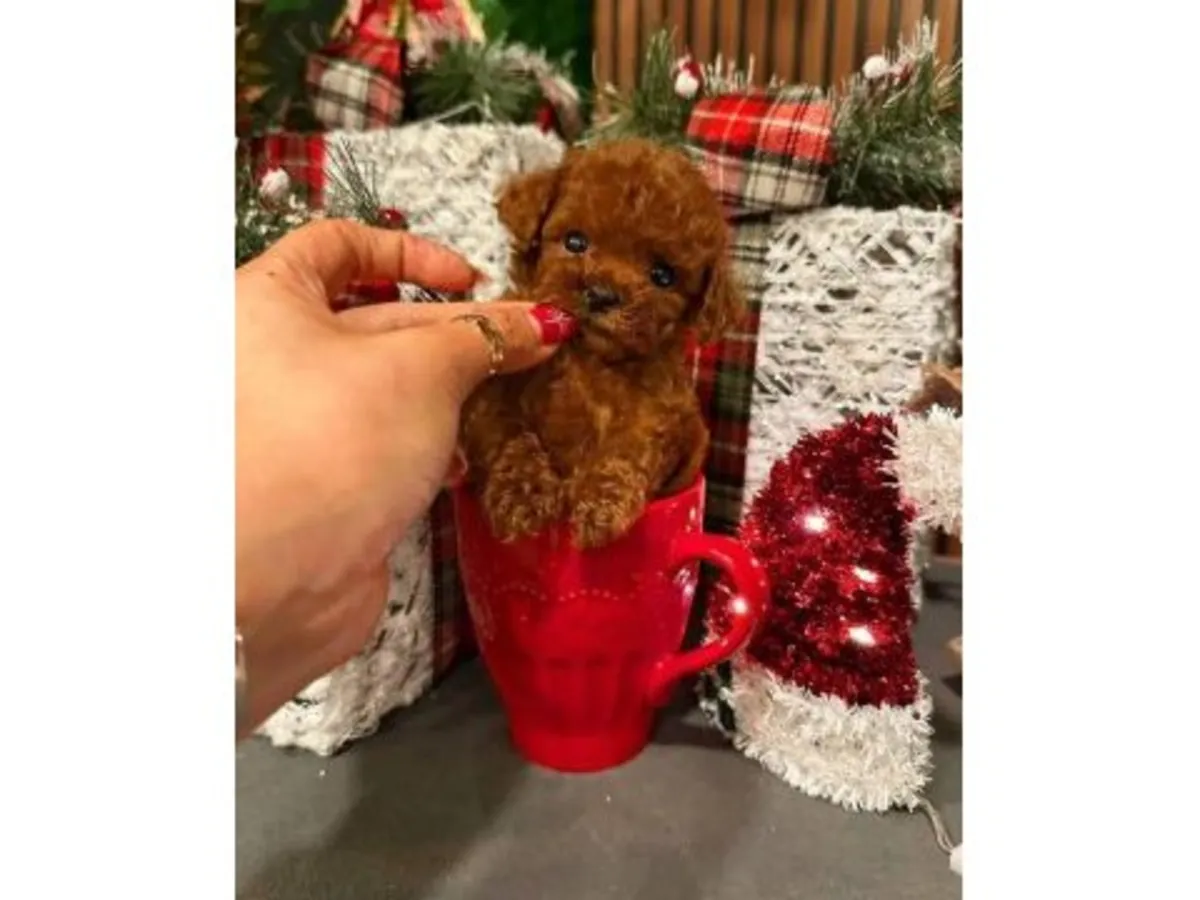 Zeki ve çabuk öğrenen dark brown renkli Toy Poodle erkek