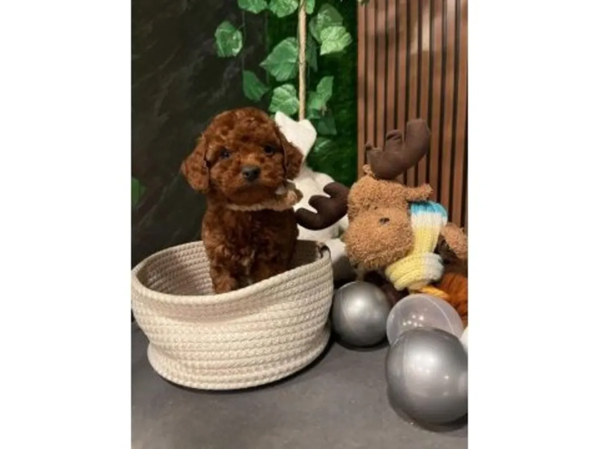 Zeki ve çabuk öğrenen dark brown renkli Toy Poodle erkek