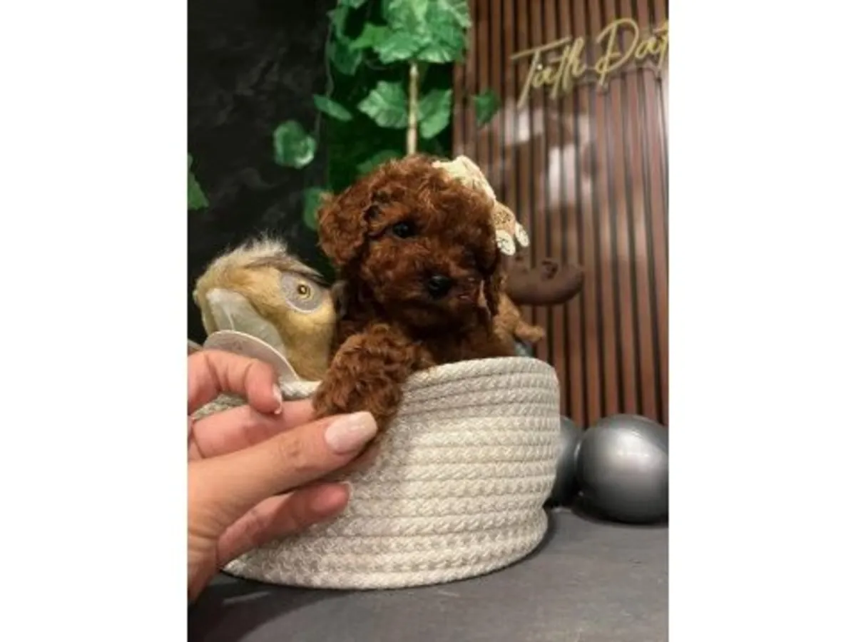 Zeki ve çabuk öğrenen dark brown renkli Toy Poodle erkek