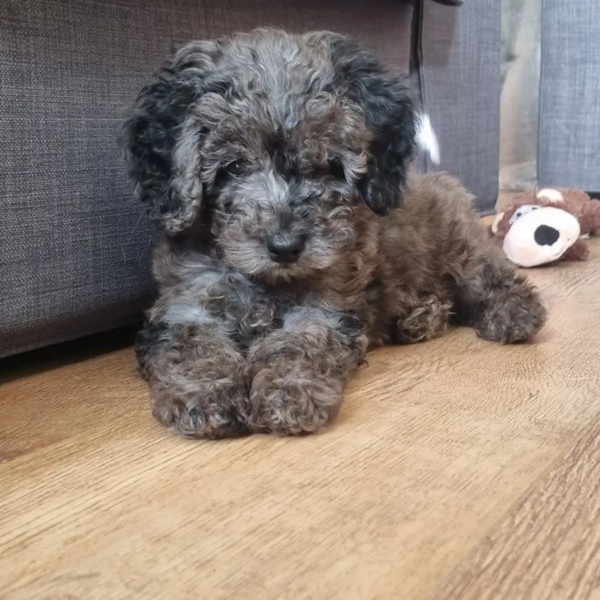 Sevecen ve uyumlu gümüş gri renkli Toy Poodle dişi