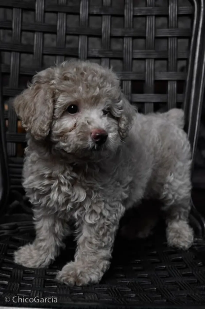 Sevecen ve uyumlu gümüş gri renkli Toy Poodle dişi