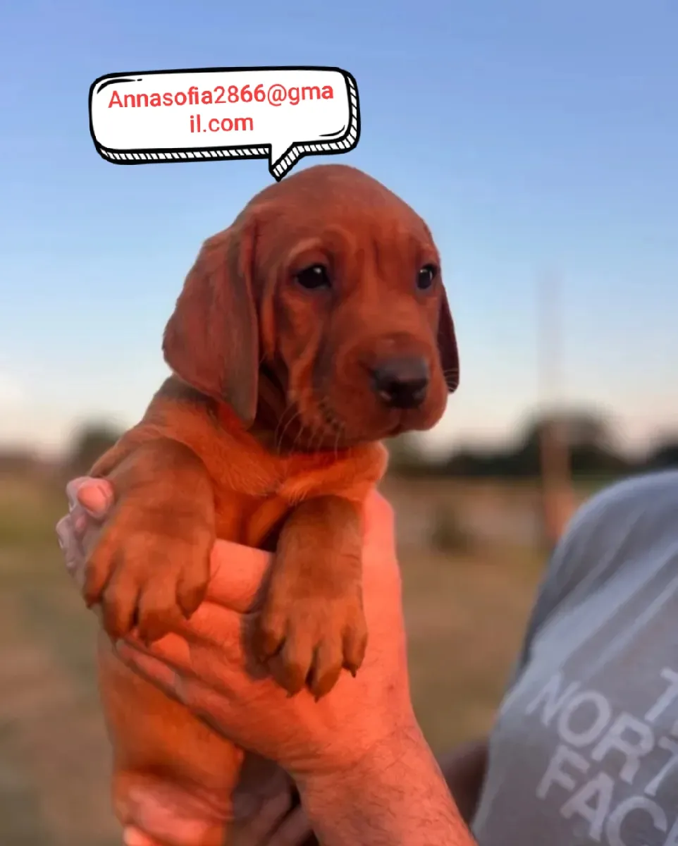 Impresionante Rojo Amarillo Familia Labrador