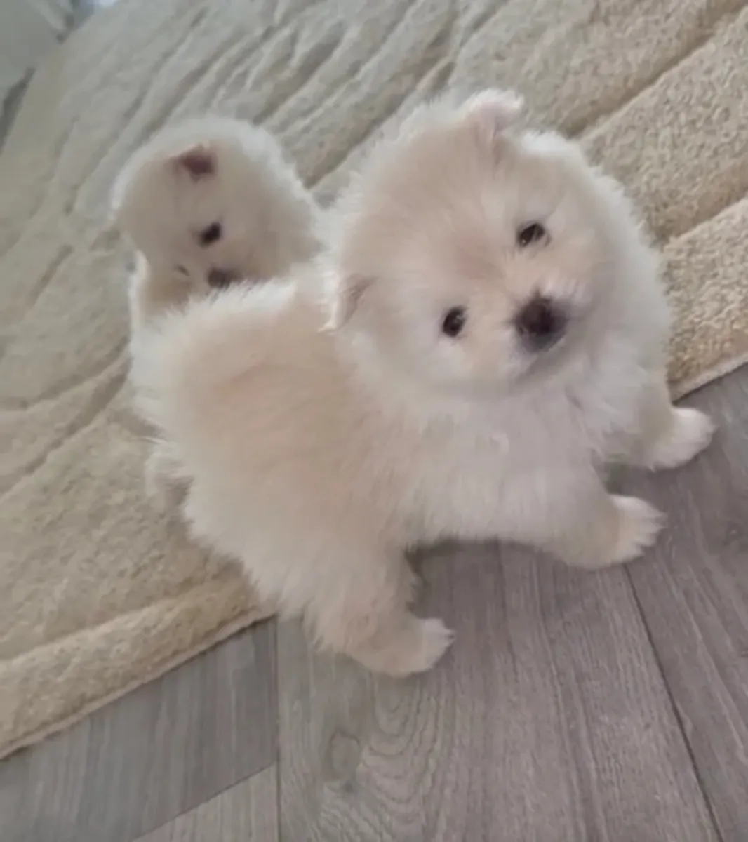Pomeranians puppies