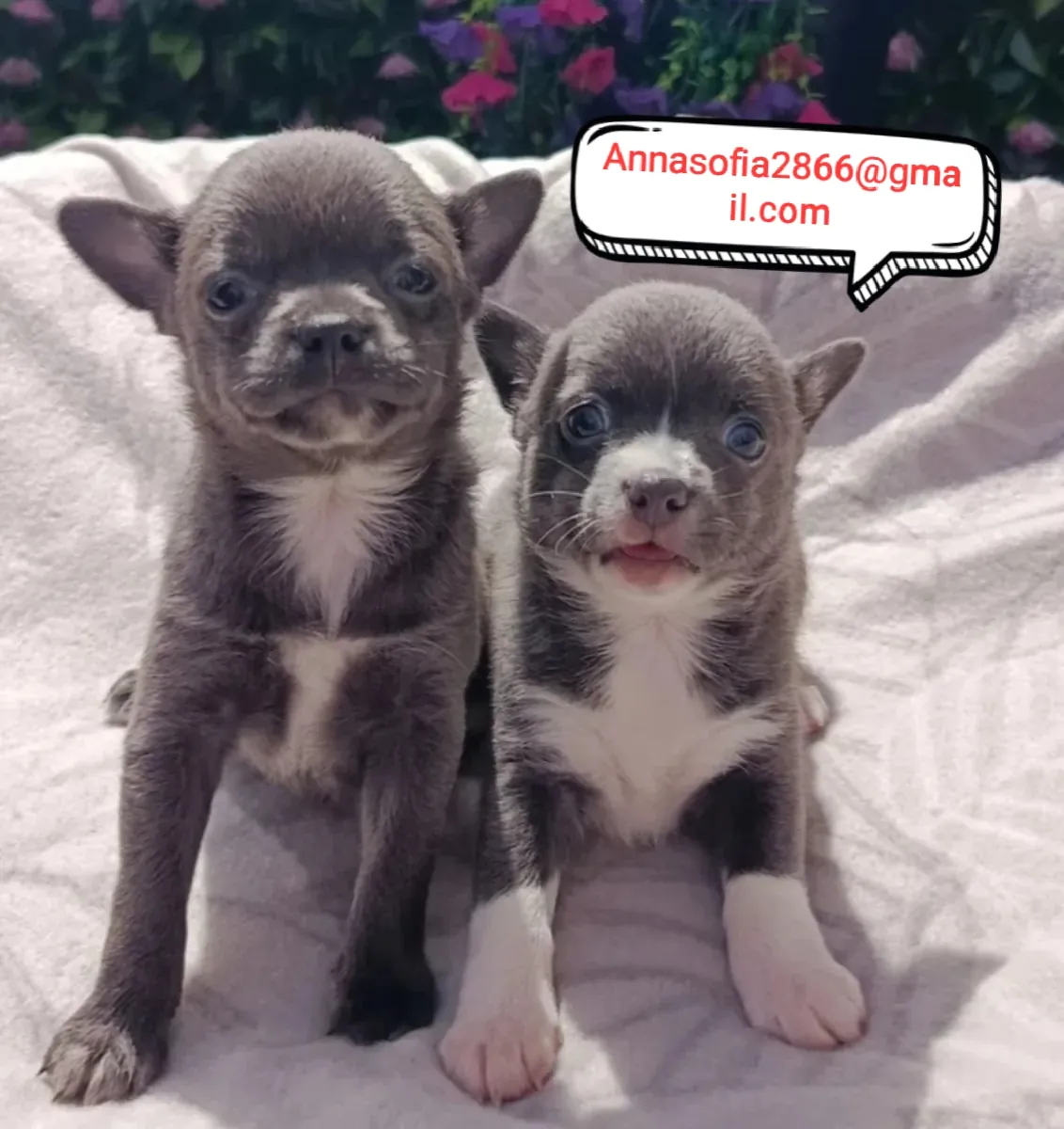 Cachorros de chihuahua adorables en adopción