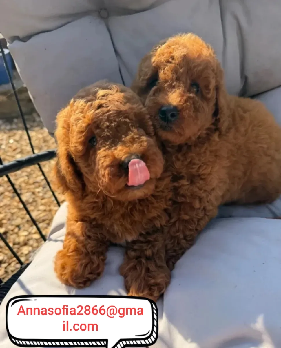 Cachorros de caniche para adopción
