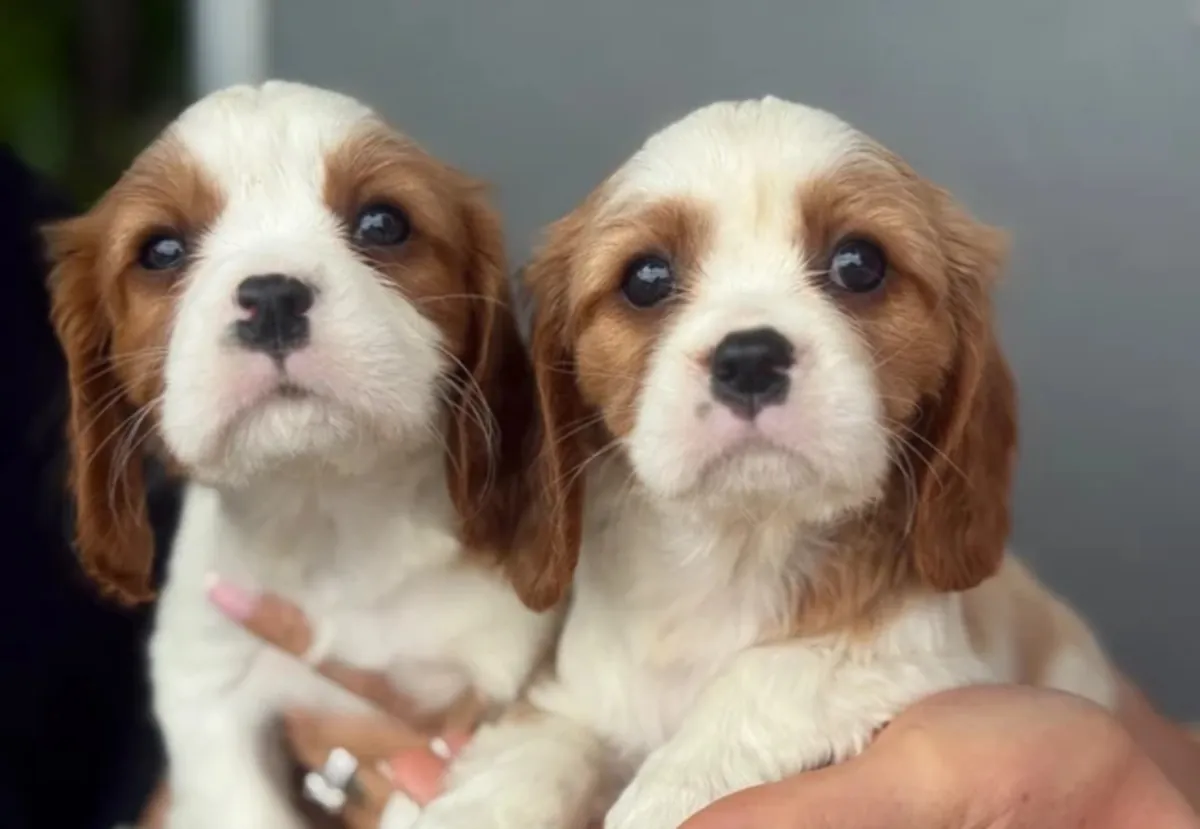 Güzel Cavalier King Charles yavruları
