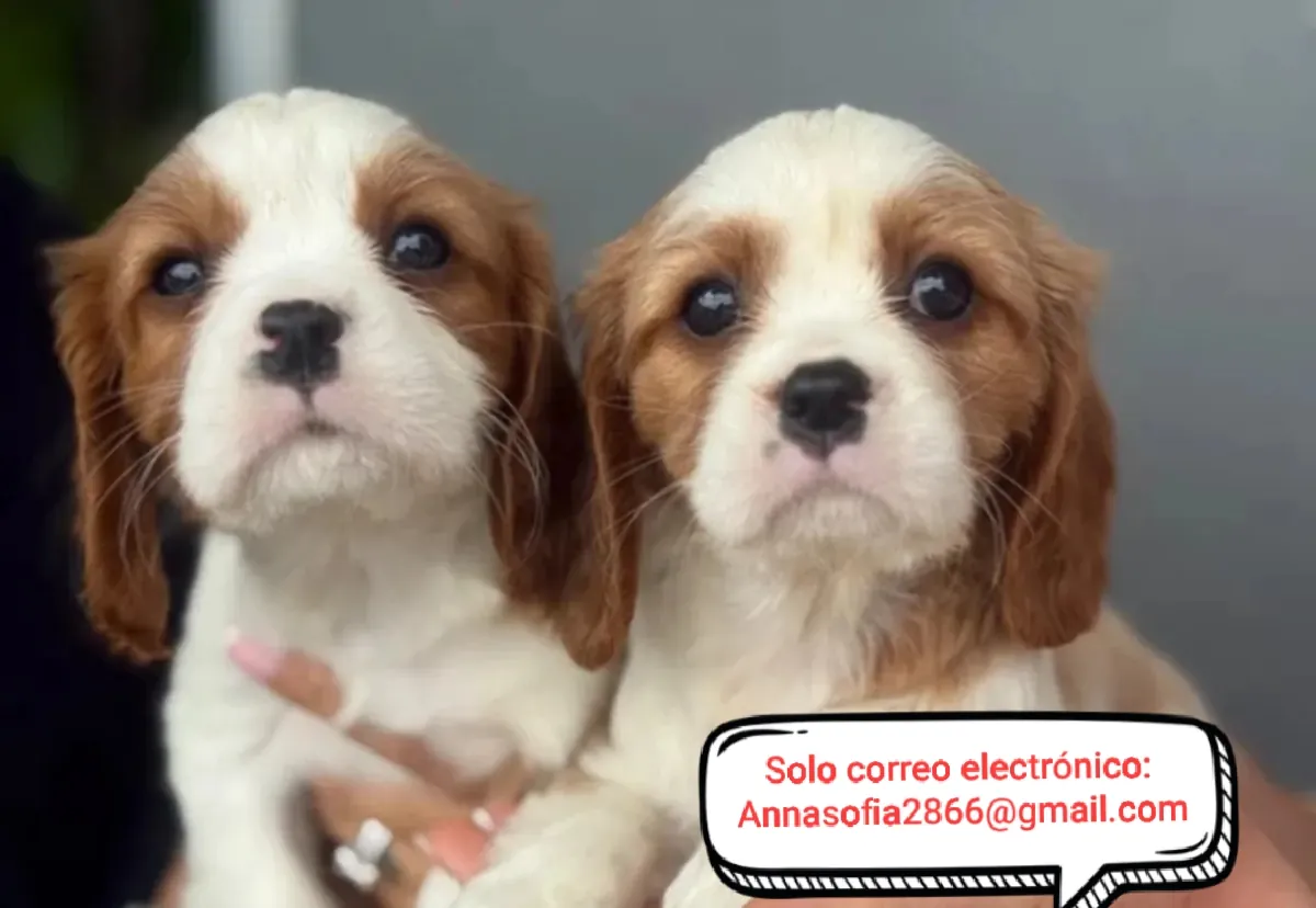 Hermosos cachorros de Cavalier King Charles