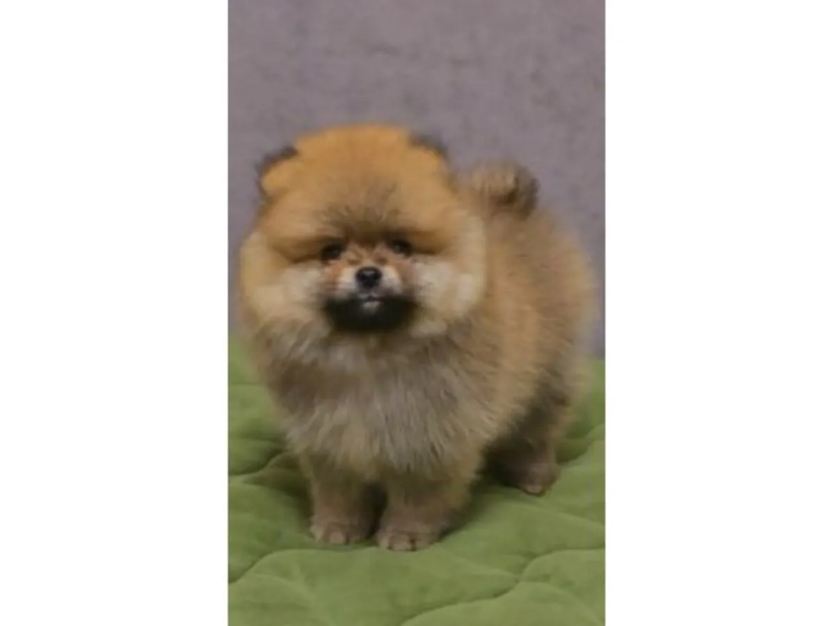 Stunning Teacup Pomeranian Boy - Fluffy Orange Sable!