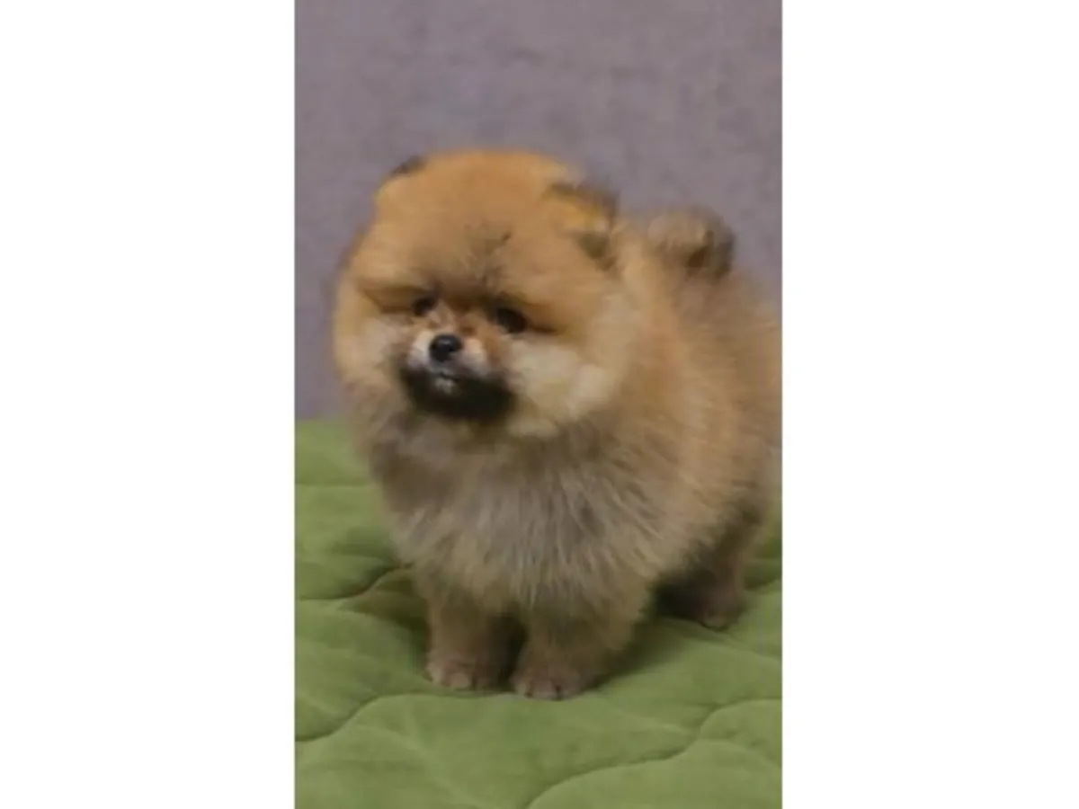 Stunning Teacup Pomeranian Boy - Fluffy Orange Sable!