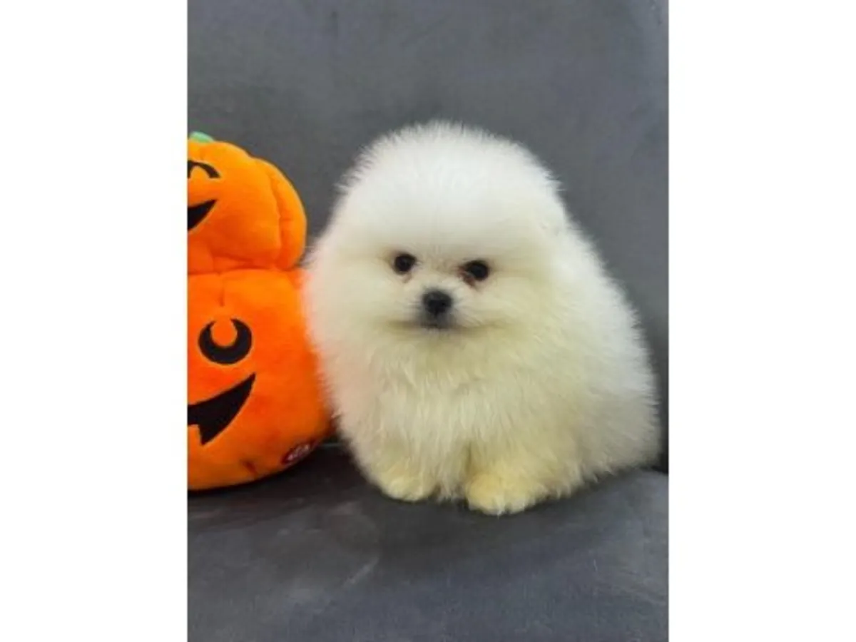 Beautiful Pure White Pomeranian Girl - Micro Sized & Sweetest Personality