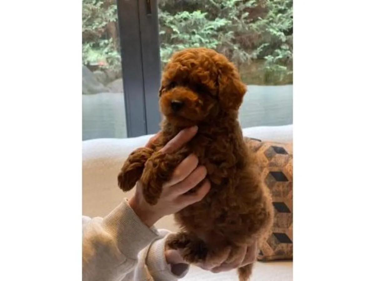 Gorgeous Deep Red Toy Poodle Boy - Hypoallergenic & Super Smart!