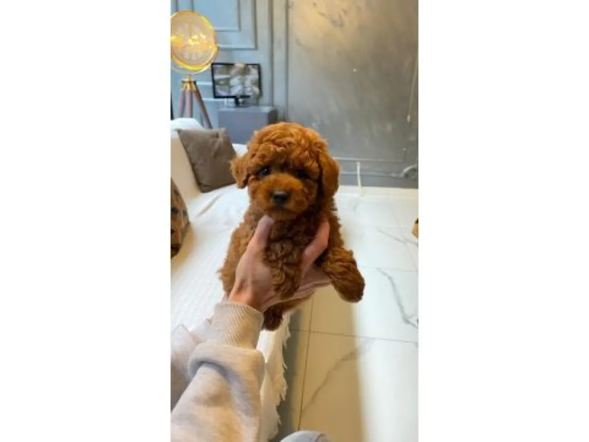 Gorgeous Deep Red Toy Poodle Boy - Hypoallergenic & Super Smart!