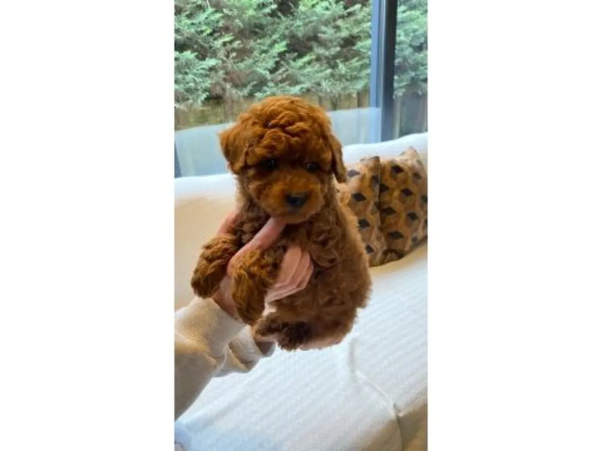 Gorgeous Deep Red Toy Poodle Boy - Hypoallergenic & Super Smart!