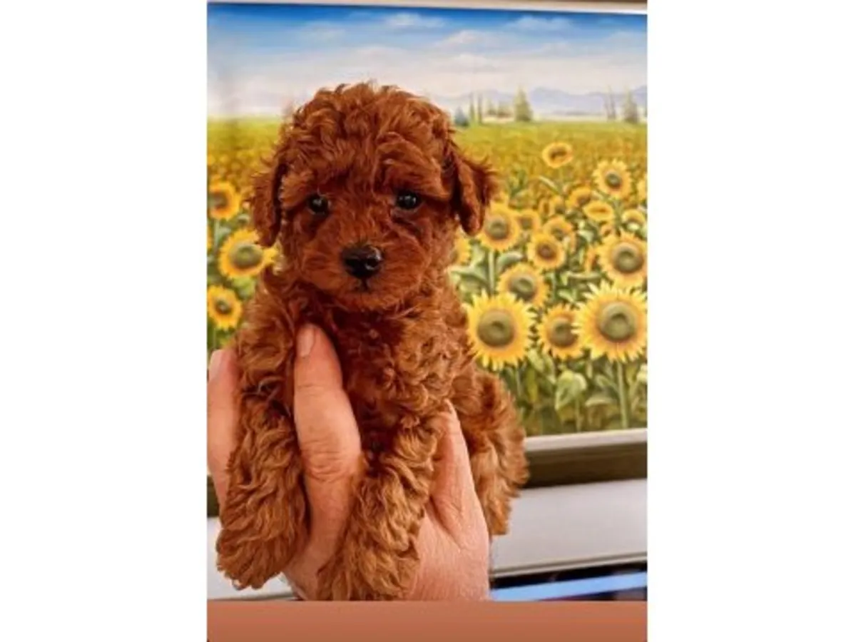 Sweet Chocolate Brown Miniature Poodle Girl - Fully Vaccinated & Leash Trained