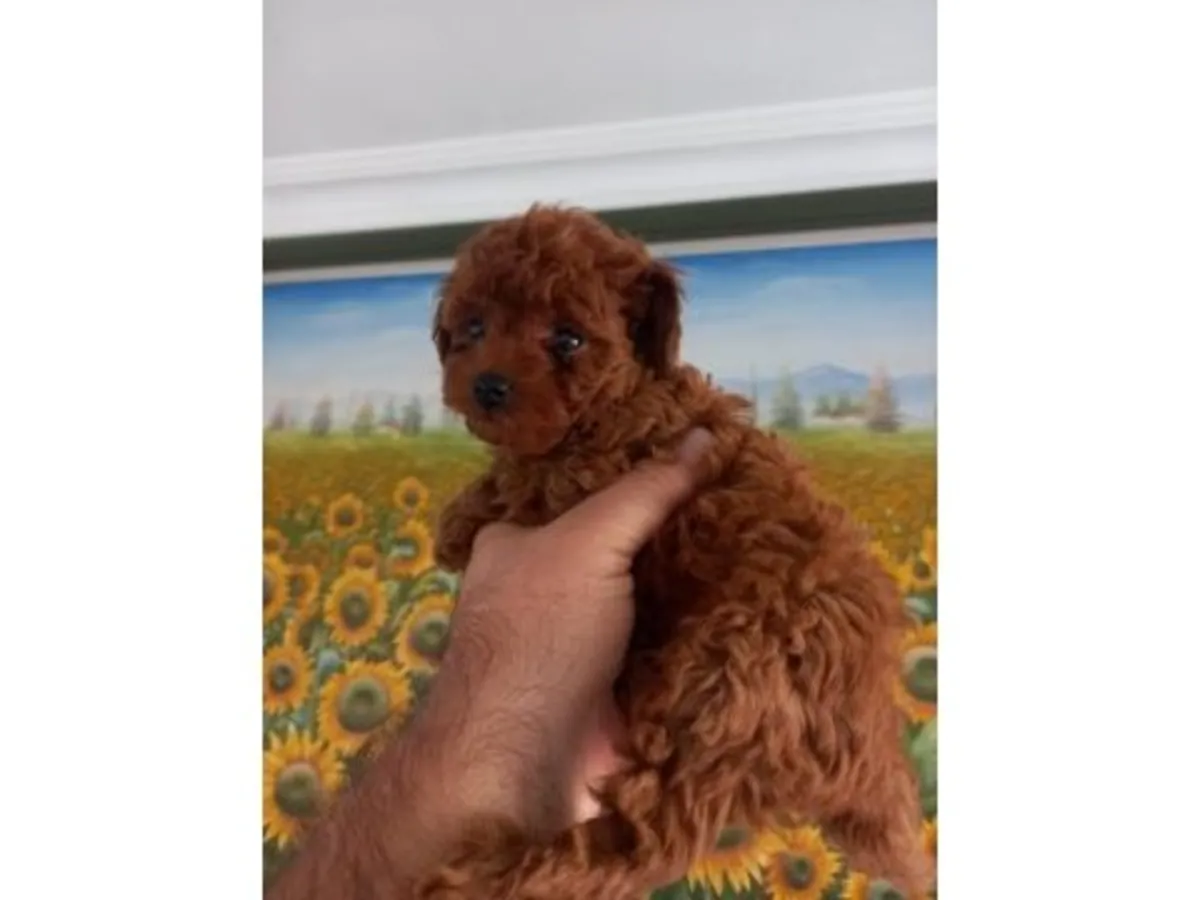 Sweet Chocolate Brown Miniature Poodle Girl - Fully Vaccinated & Leash Trained