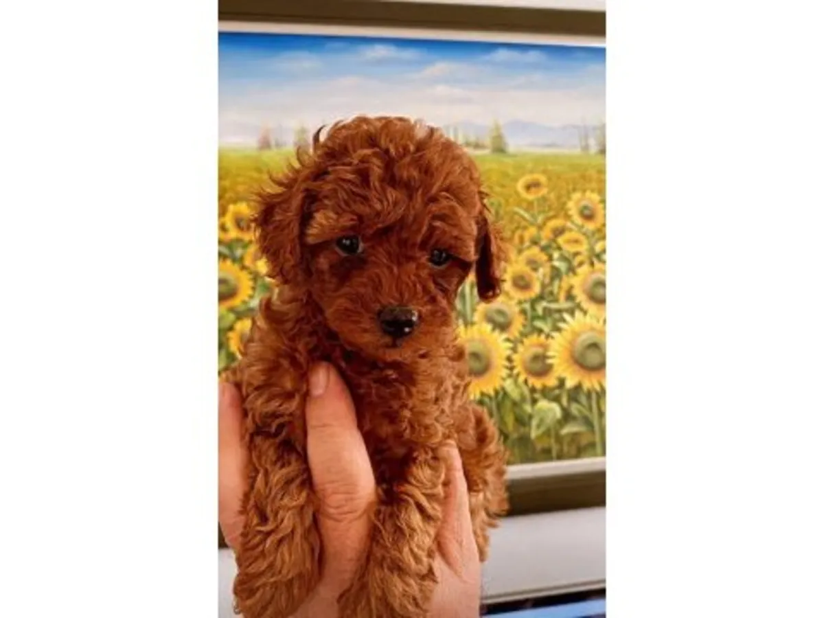 Sweet Chocolate Brown Miniature Poodle Girl - Fully Vaccinated & Leash Trained