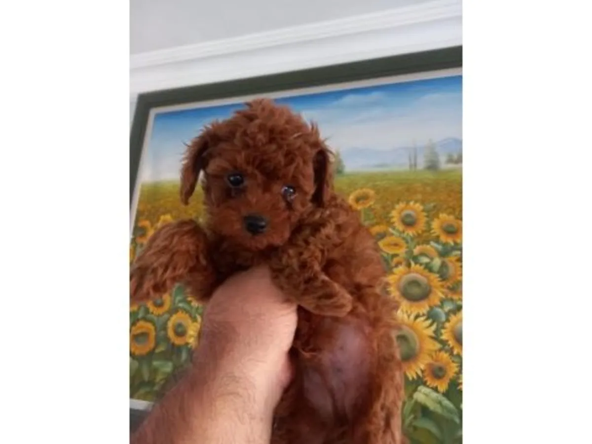 Sweet Chocolate Brown Miniature Poodle Girl - Fully Vaccinated & Leash Trained
