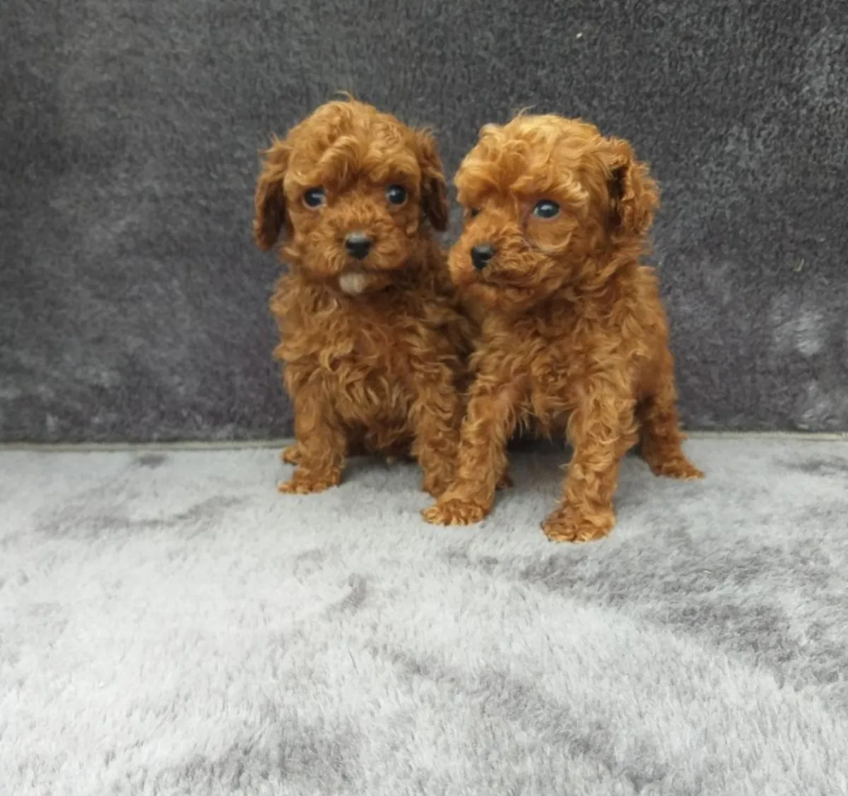 我会把贵宾犬幼犬（一公一母）送给爱惜它们的人。