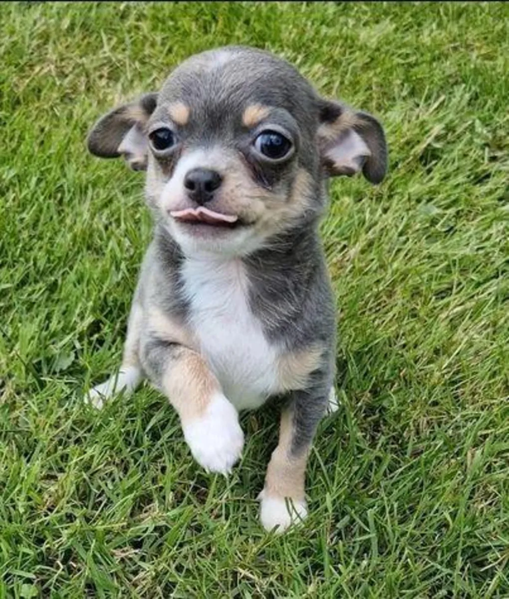 我会把吉娃娃幼犬（一公一母）送给爱惜它们的人。