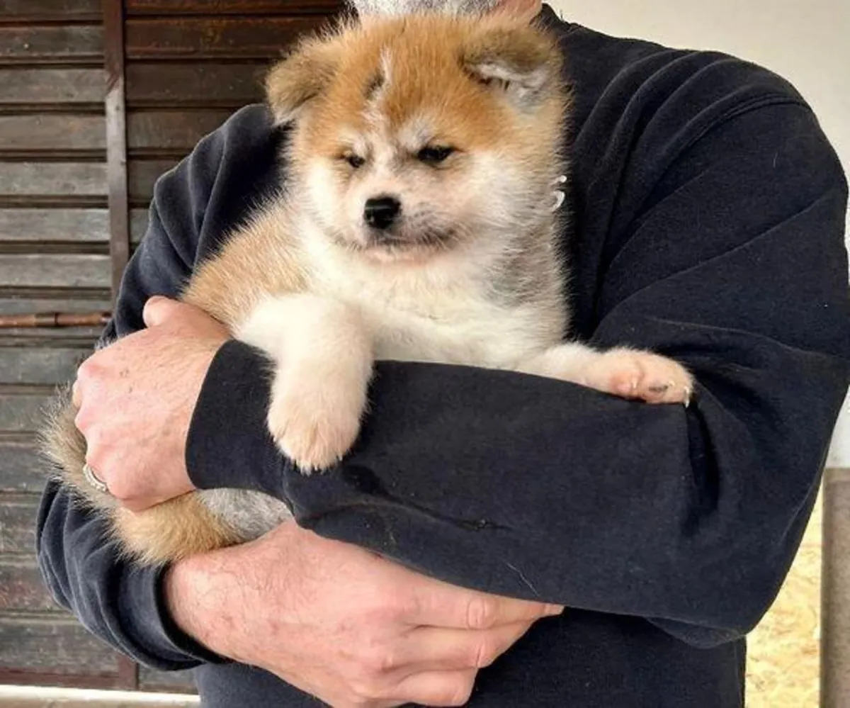 Je donnerai des chiots Akita (mâle et femelle) à de bonnes mains.