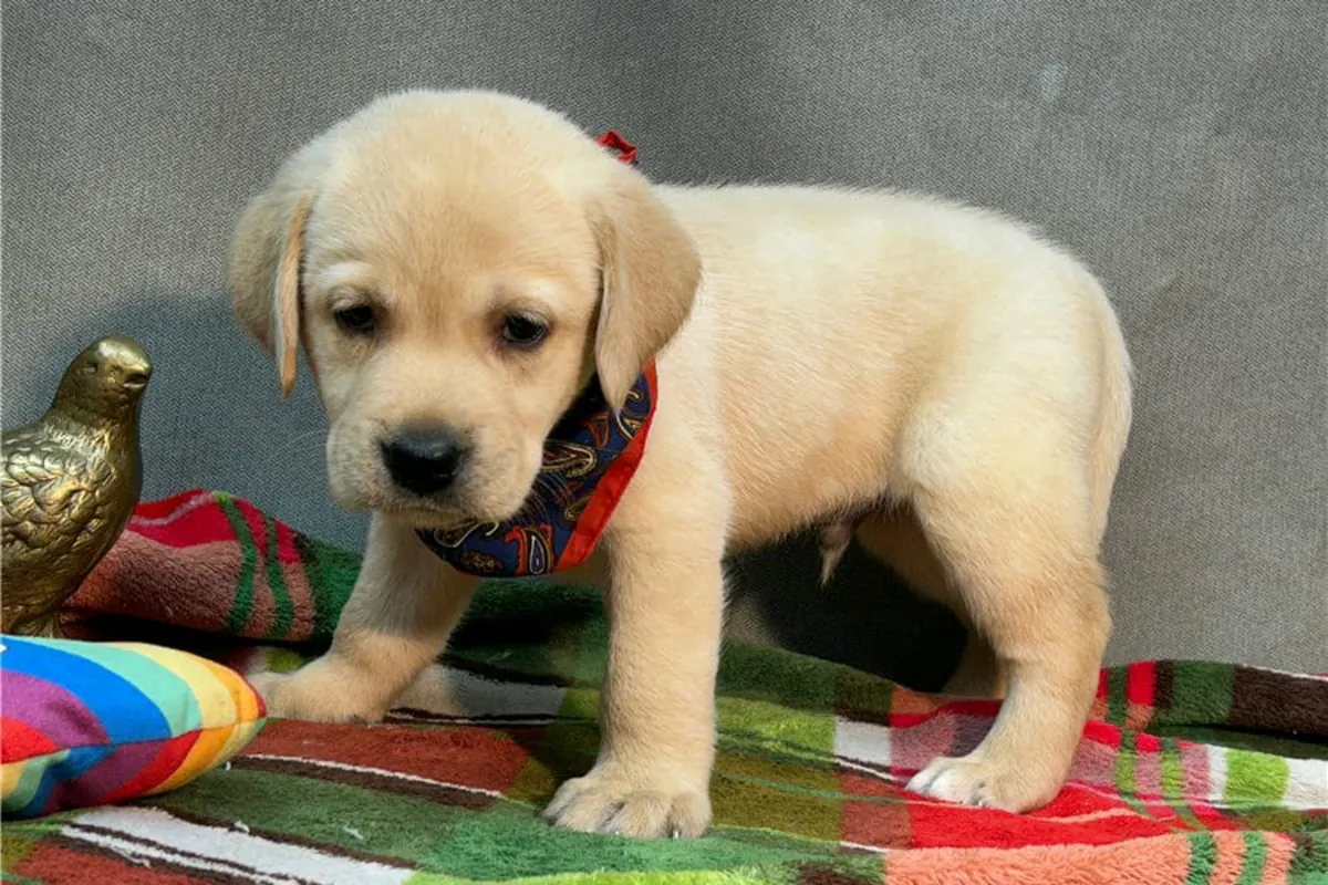Gift male and female Labrador Retriever puppies