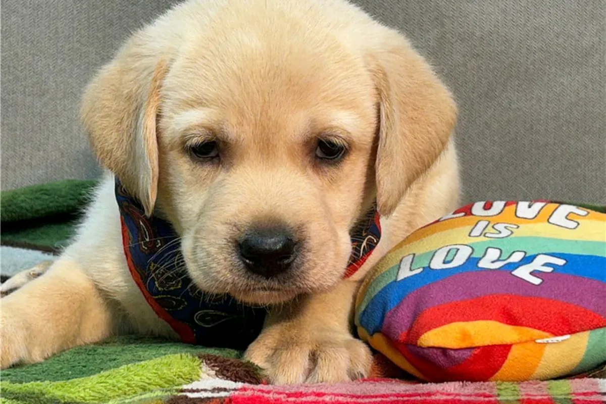 Gift male and female Labrador Retriever puppies