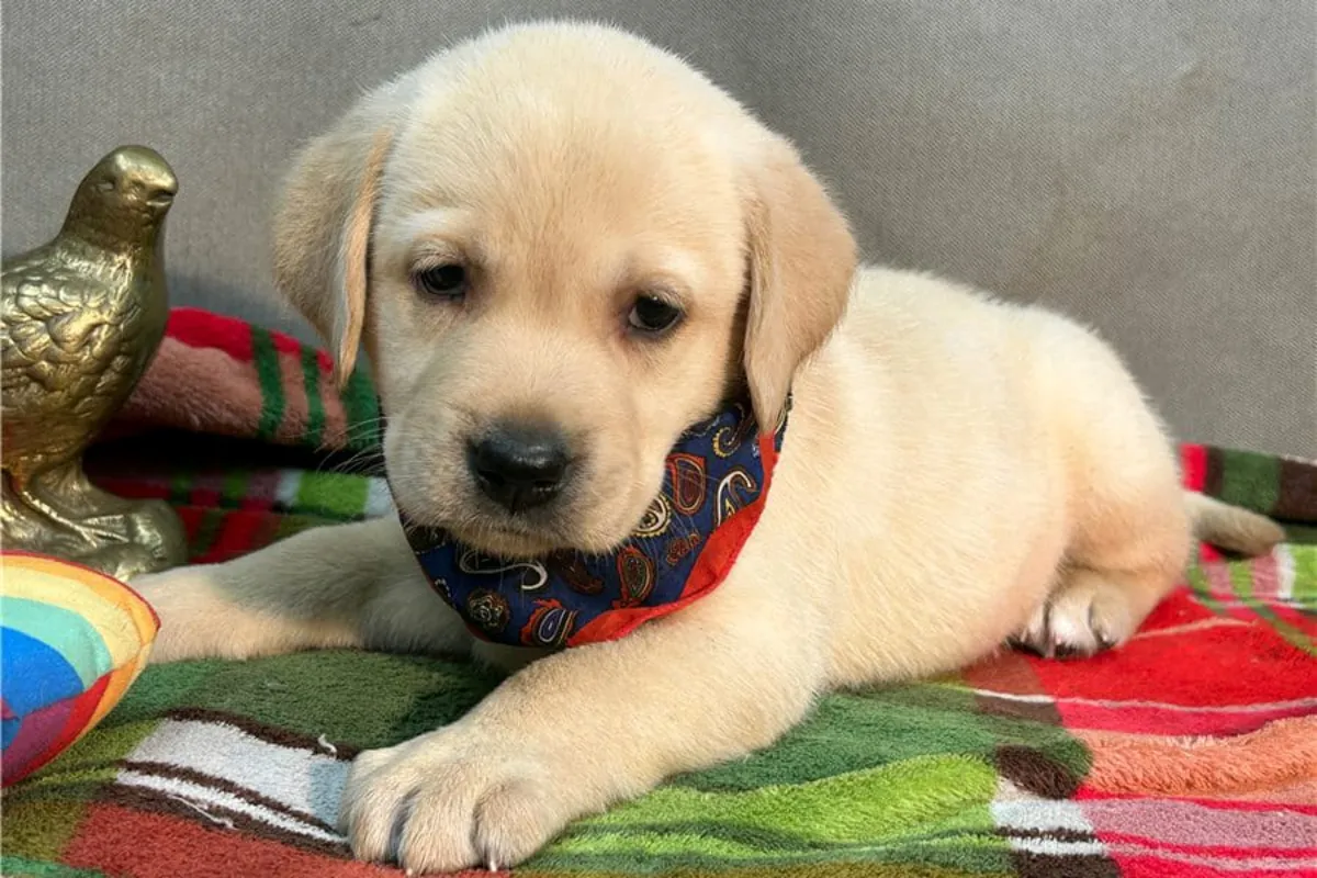 Gift male and female Labrador Retriever puppies