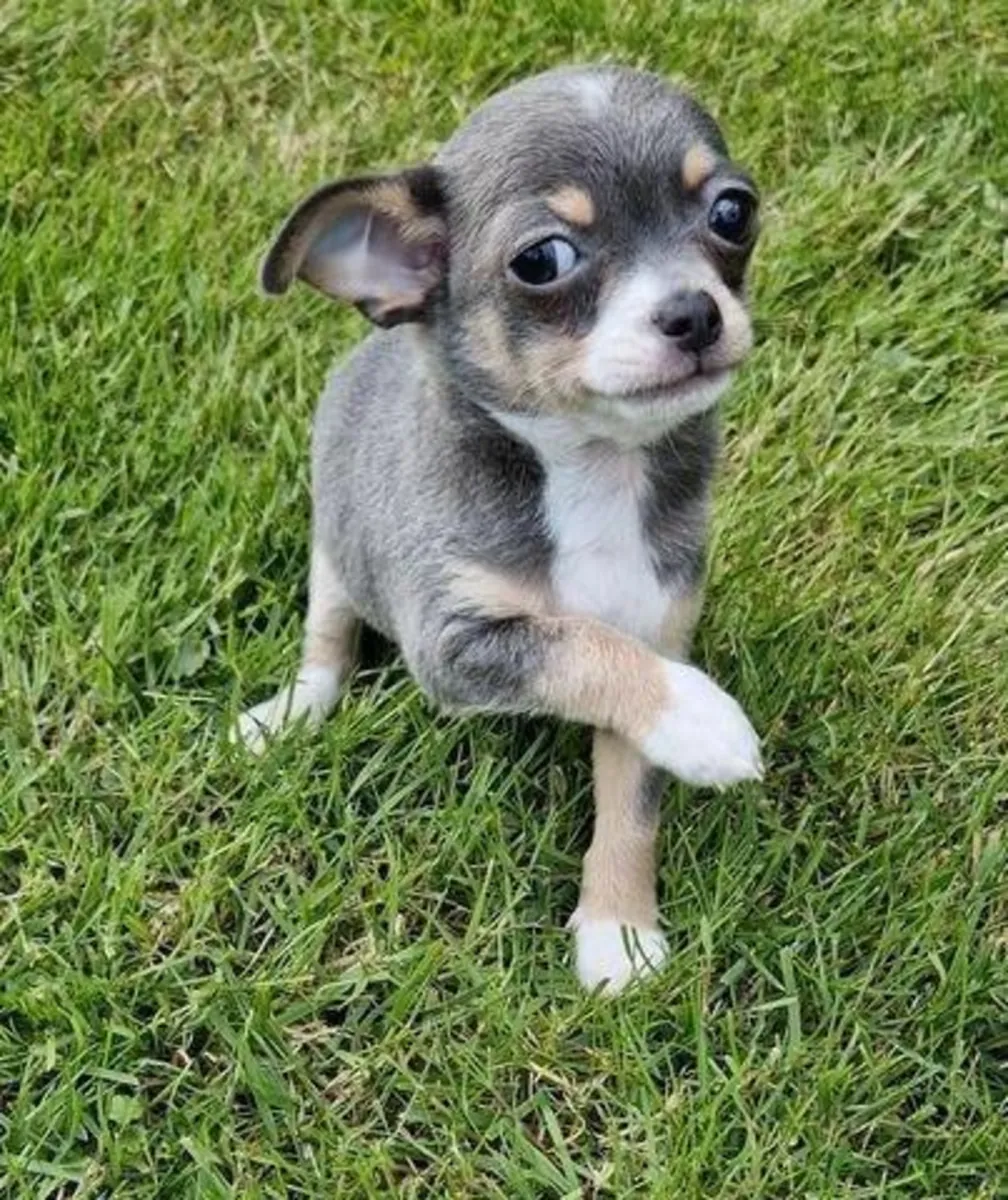Gift male and female Chihuahua puppies