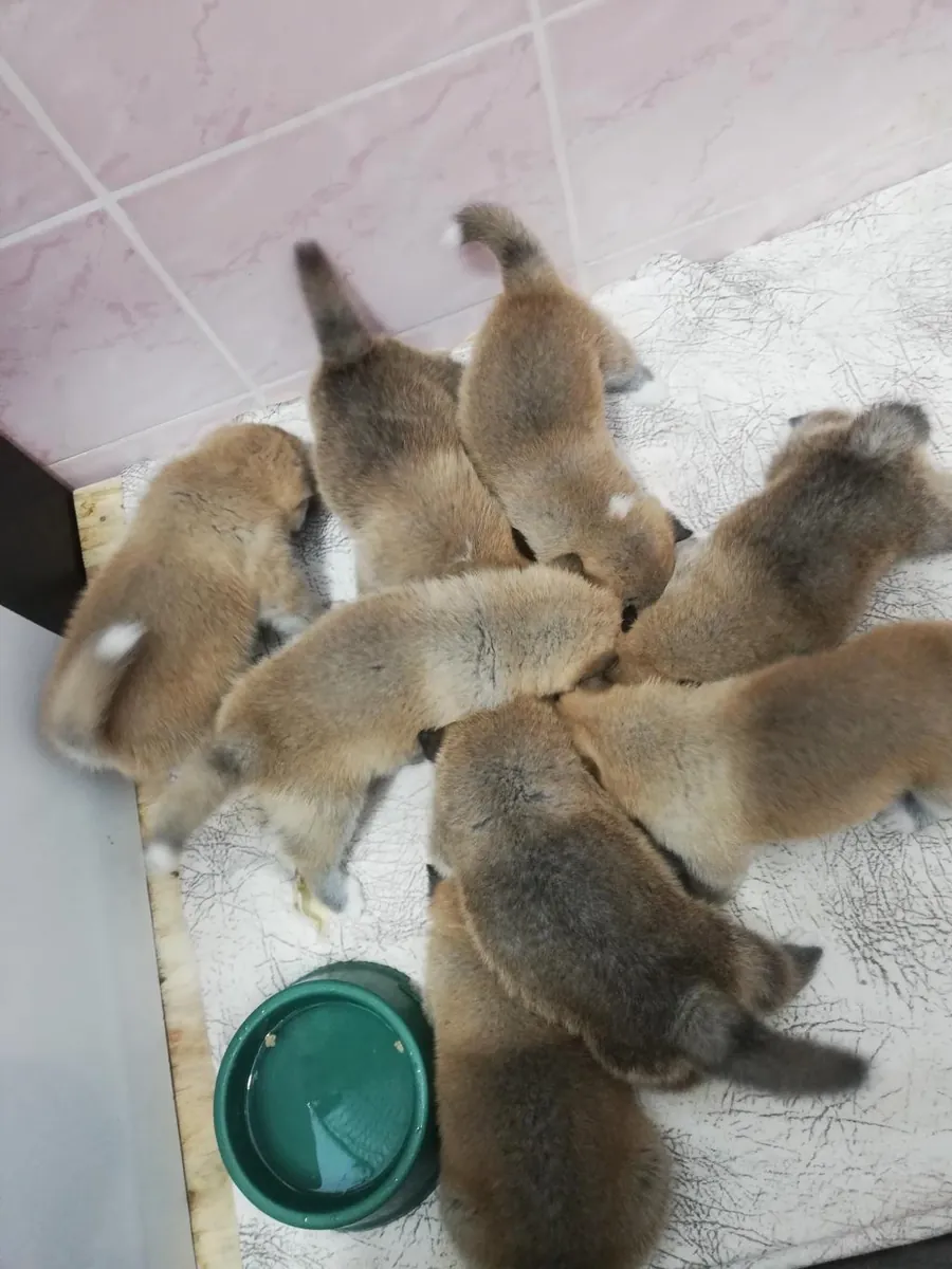 Gift male and female Akita puppies