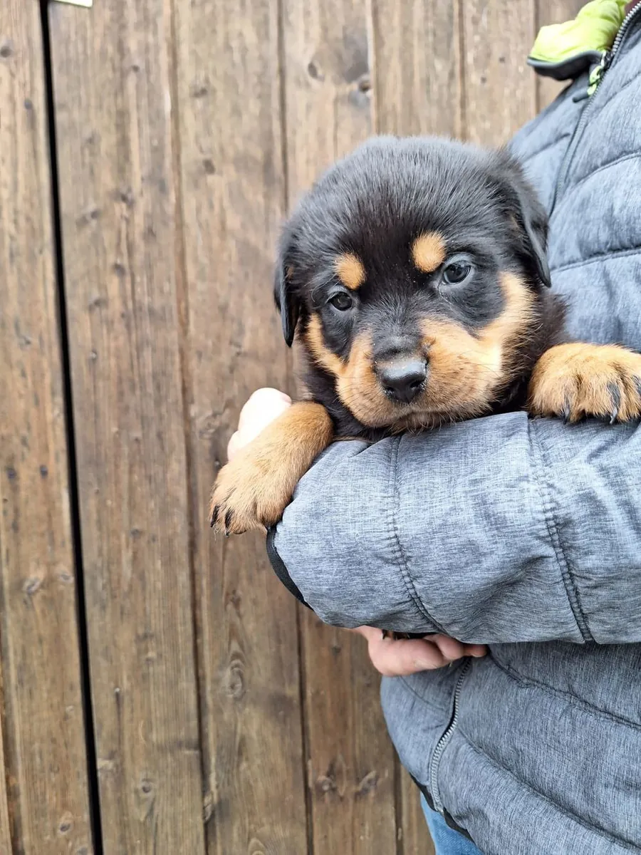Cachorros Rottweiler machos y hembras de regalo