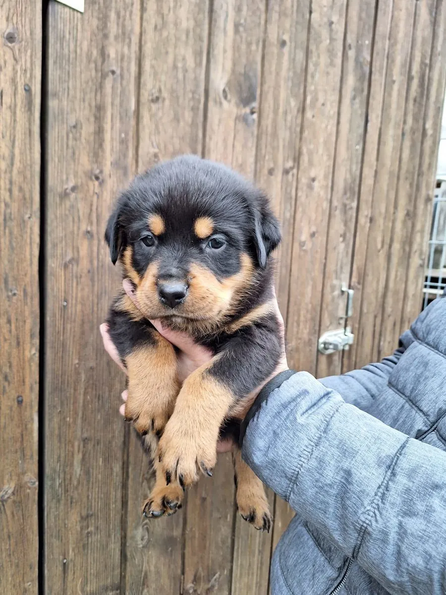 Cachorros Rottweiler machos y hembras de regalo