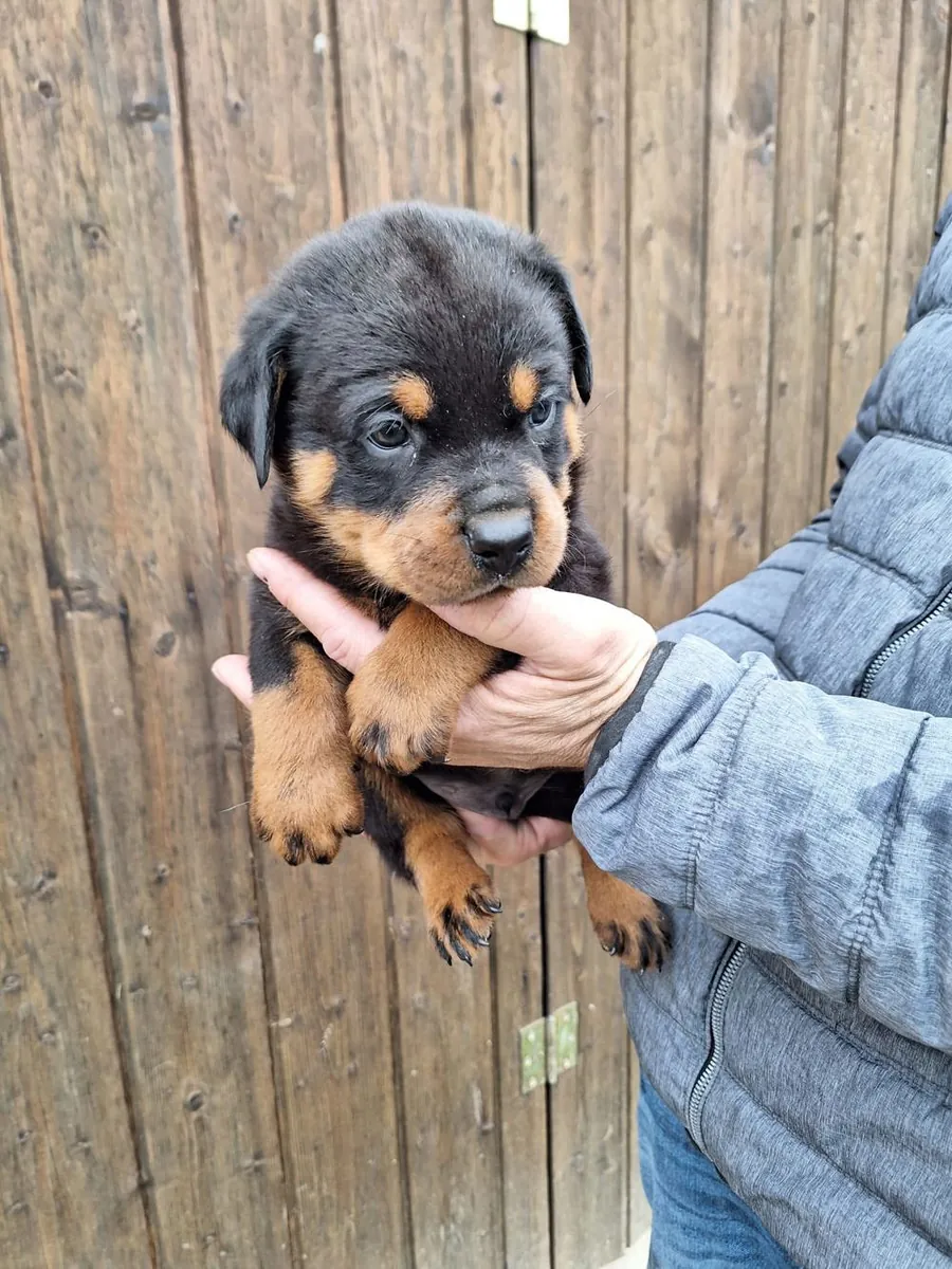 Cachorros Rottweiler machos y hembras de regalo