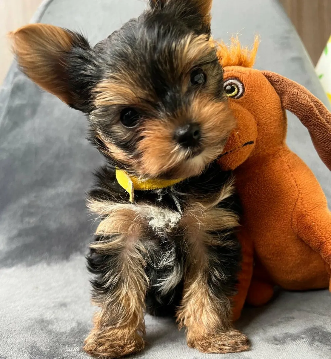 Erkek ve dişi Yorkshire Terrier yavruları hediye olarak verilecektir.