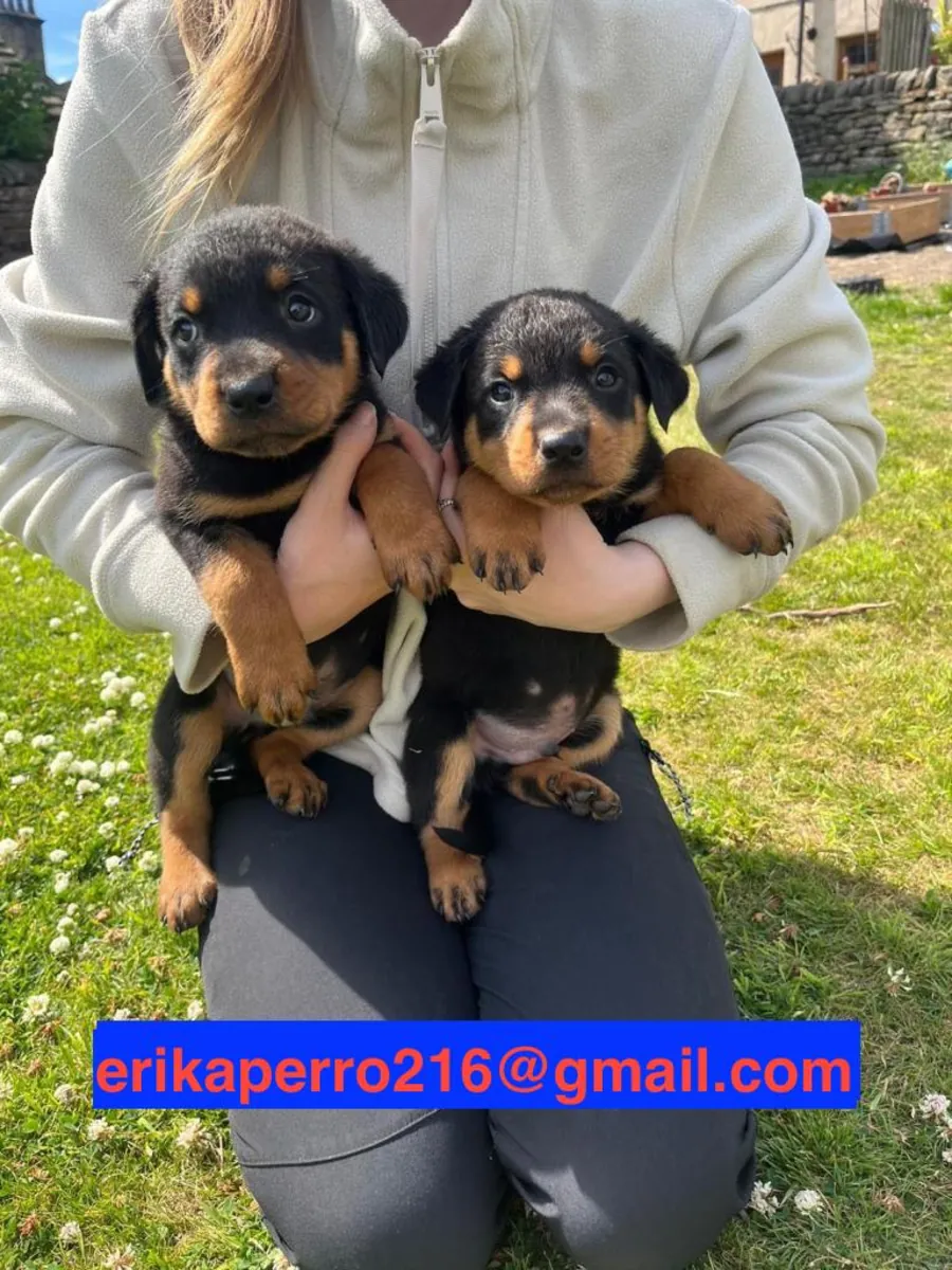 Rottweiler Yavruları (erkek ve dişi) hediye ediliyor