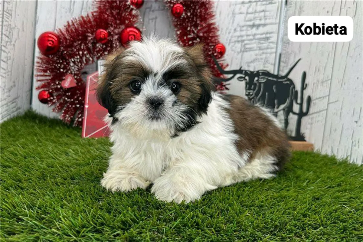 Cachorros de Shih Tzu (macho y hembra) para regalar